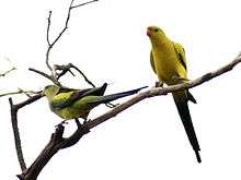 Two yellow parrots with black tails, wing edges, and backs
