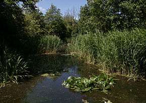 A pond in Camley Street Nature Park