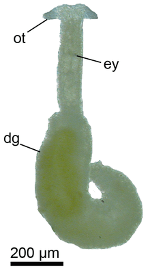 A thin green sea slug