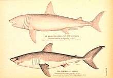 Monochromatic drawings of two sharks, one labeled "the basking shark, or bone shark&nbsp;– Cetorhinus maximus", and the other "the mackerel shark&nbsp;– Lamna cornubica"