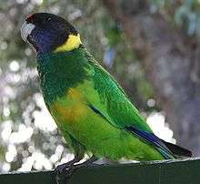 A green parrot with blue-tipped wings, a dark-green throat, a black head, a red forehead, a dark-violet chin, and a green-yellow underside