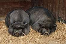 Two fat black pigs sleeping
