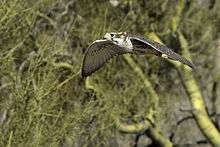 A prairie falcon