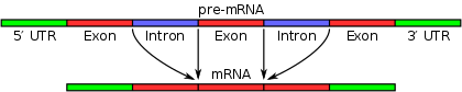 Pre-mRNA is spliced to form of mature mRNA.