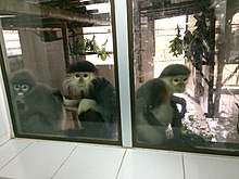 Primates in the Endangered Primate Rescue Center, Cuc Phuong National Park
