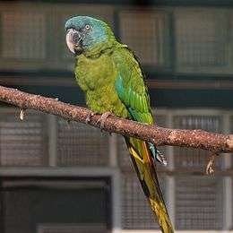 A green parrot with a blue head and wing-tips