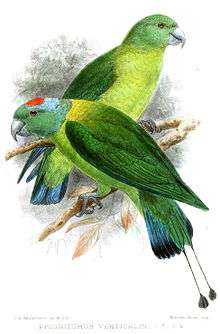 Drawing of two green parrots with darker wings and blue tail tips, one with a red and blue crown