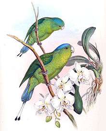Drawing of two green parrots with darker wings, yellow throat, and blue crown and tail tips