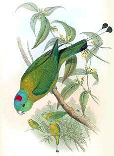 Drawing of a green parrot with yellow shoulders and a blue and red crown