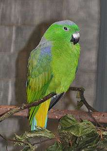 Green parrot with yellow under-tail and blue shoulders and crown