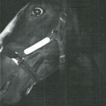 A close-up, grainy black and white photograph, probably of the left side of Shergar's face