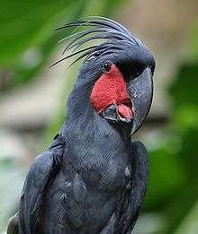 A black parrot with a crest, and a red face