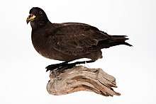Image of Black petrel mount from the collection of Auckland Museum