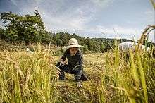A young man helps harvest rice by hand at a natural farm in a production still from the film "Final Straw: Food, Earth, Happiness"