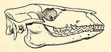 Protylopus petersoni skull