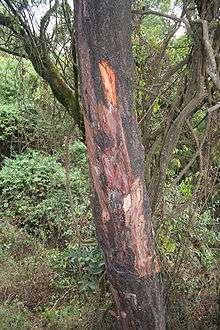 Prunus africana with stripped bark.