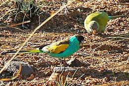 The females are green with a grey forehead and bright-blue tail. The males are bright-blue with a black forehead, yellow shoulders, and brown wings