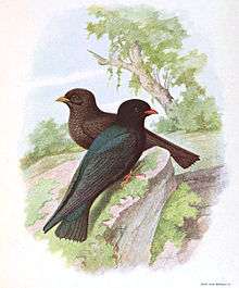 A drawing with two birds. One bird has green feathers and an orange beak. The other has brown feathers and a yellow beak.