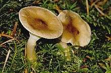 A pair of mushroom growing from a bed of clubmoss, the caps brown and slightly depressed at their center and growing paler to almost white at the margin, with a thick stem.