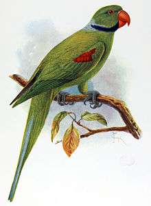 Drawing of green parrot with blue neck ring, red beak, and red wing patch