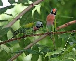 Two green parrots with red chest and grey heads, one with a red beak