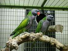 Two grey parrots with green back and wings, one with red beak