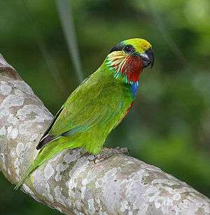 Green parrot with blue, light blue, red, and yellow head markings