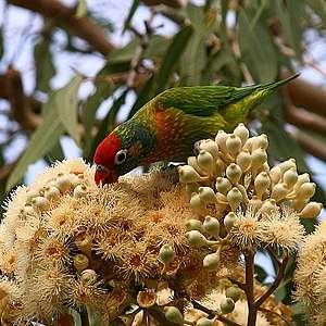 A green parrot with yellow spots on the body excluding the wings, and a red forehead