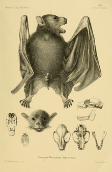 A pencil drawing of a small bat with its mouth open, one wing closed, and the other wing open