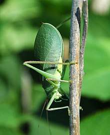 File:Pterophylla camellifolia (common true katydid) (motel just south of Mammoth Cave National Park, Kentucky, USA) 2 (17065137919).jpg