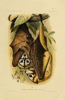 A gray bat with dark brown wings and a white face with brown stripes on the ridge of the snout, under the cheeks, and around the face