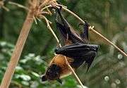 An orange bat with a black head and wings