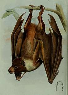 A brown bat with a white nape