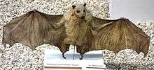 A taxidermy of a light brown bat