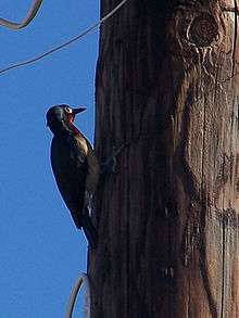 Puerto Rican woodpecker.