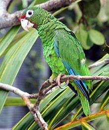 A green parrot with blue-tipped wings, a red forehead, and white eye-spots