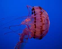 A pink-colored jellyfish with purple accents floats sideways in front of a blue background