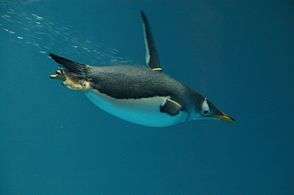 A penguin swims beneath the water's surface by flapping its wings much like flying.