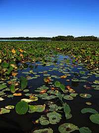 A lake mostly covered with lilly pads