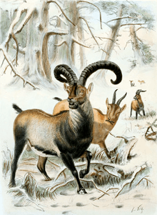 An artist's color drawing of the Pyrenean ibex