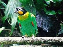 A green parrot red-tipped wings, a yellow collar and cheek, a black head, and white eye-spots