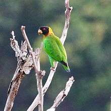 A green parrot with a yellow neck, a black head, and red irises