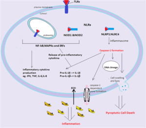  The signaling pathway of pyroptosis upon recognition of 'danger' signals