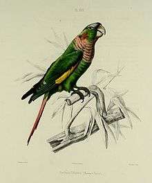 A green parrot with yellow-tipped wings, a peach throat, a white forehead and eye-spot, and a red tail