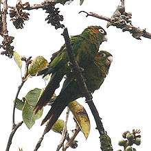 A green parrot with a red tail, blue-tipped wings, maroon cheeks, a red forehead, and white eye-spots