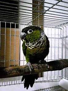 A green parrot with a black forehead, underside, and tail with a black-and-white collar