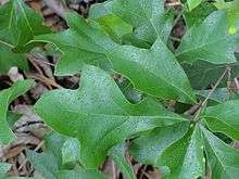 Quercus georgiana leaves