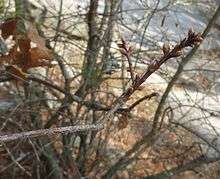 Georgia oak twig and buds
