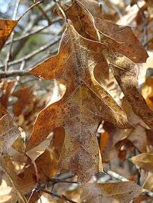 Brown winter leaves on Georgia oak