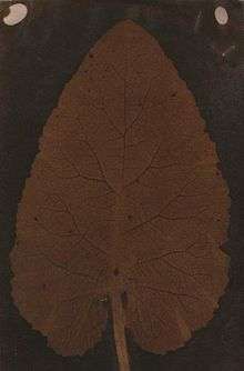 The Quillan Leaf